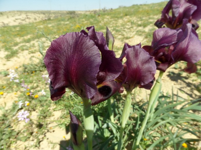 SAMSUNG CAMERA PICTURES