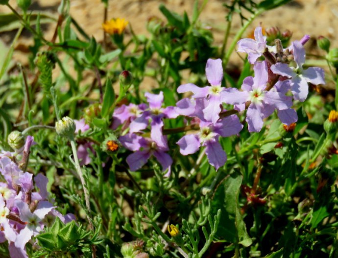 Matthiola aspera IMG_0311
