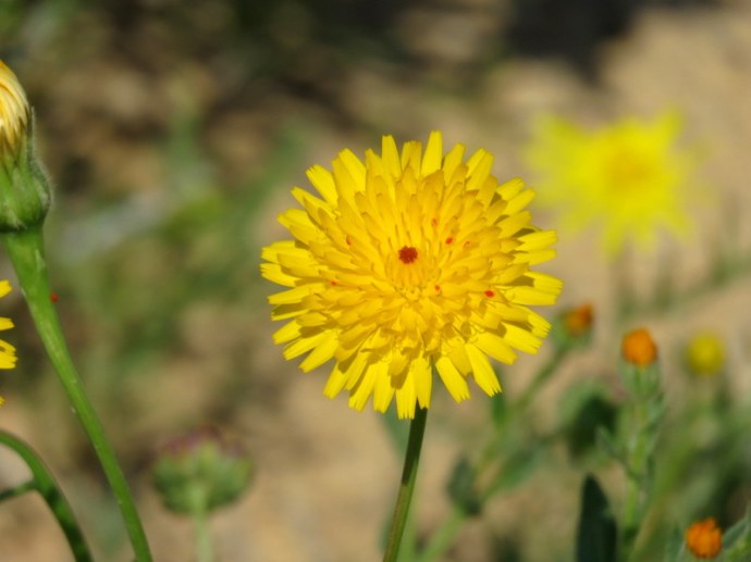 Picris asplenioides IMG_9688