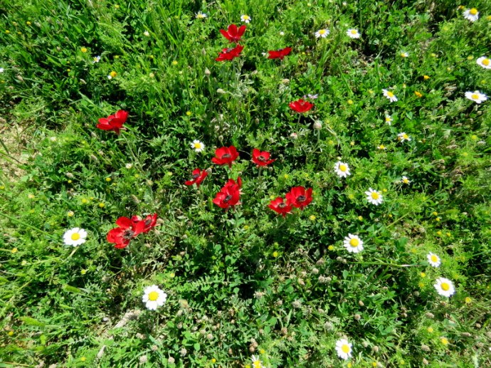 Ranunculus asiaticus IMG_0113