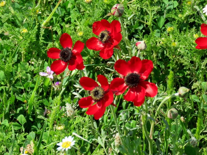 Ranunculus asiaticus IMG_0115
