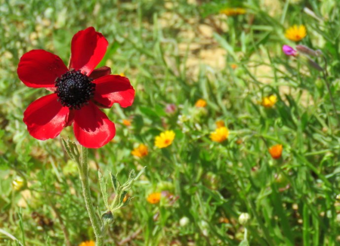 Ranunculus asiaticus IMG_0156