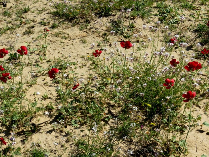 Ranunculus asiaticus IMG_0188