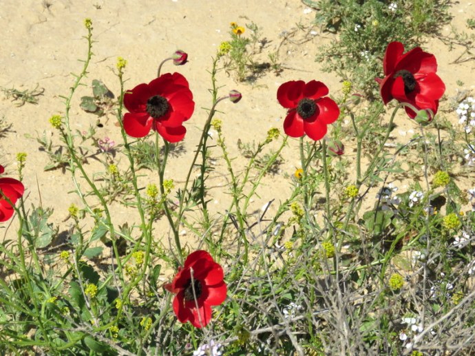 Ranunculus asiaticus IMG_0245