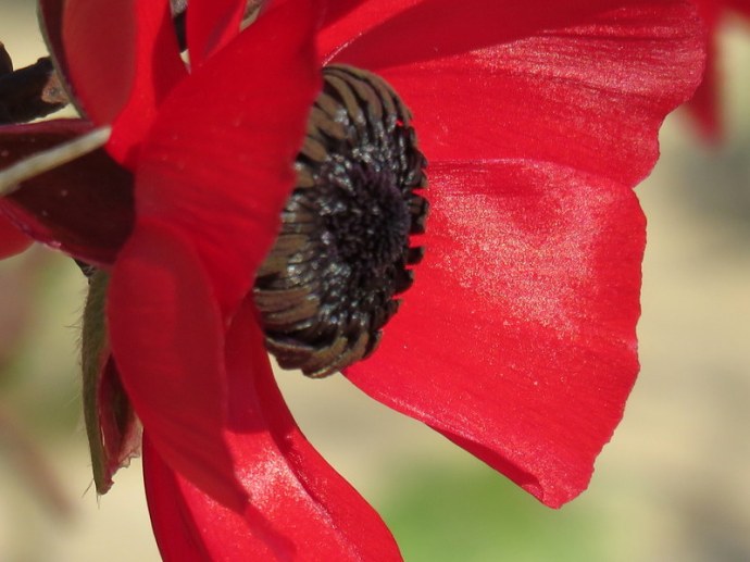 Ranunculus asiaticus IMG_0264