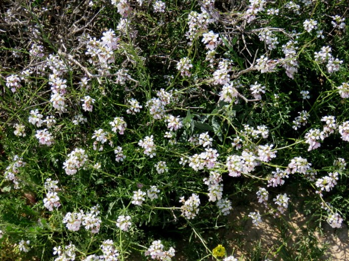 Reboudia pinnata IMG_0206