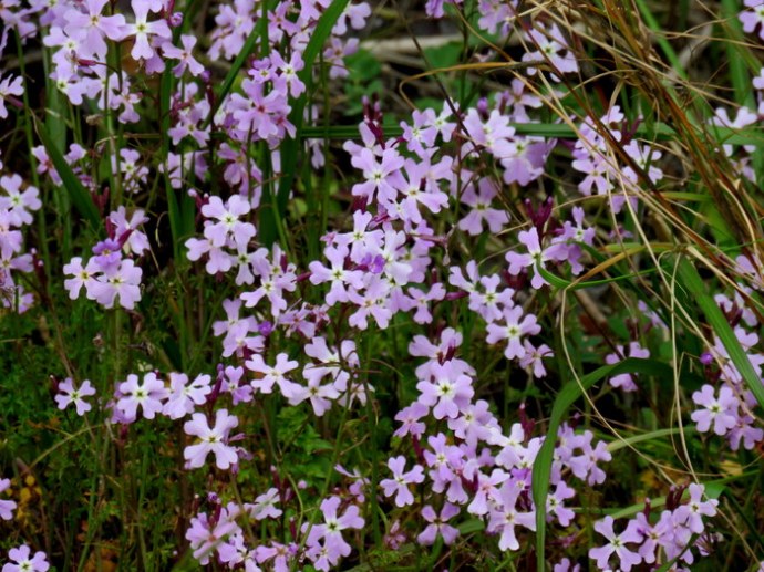 Ricotia lunaria IMG_8298