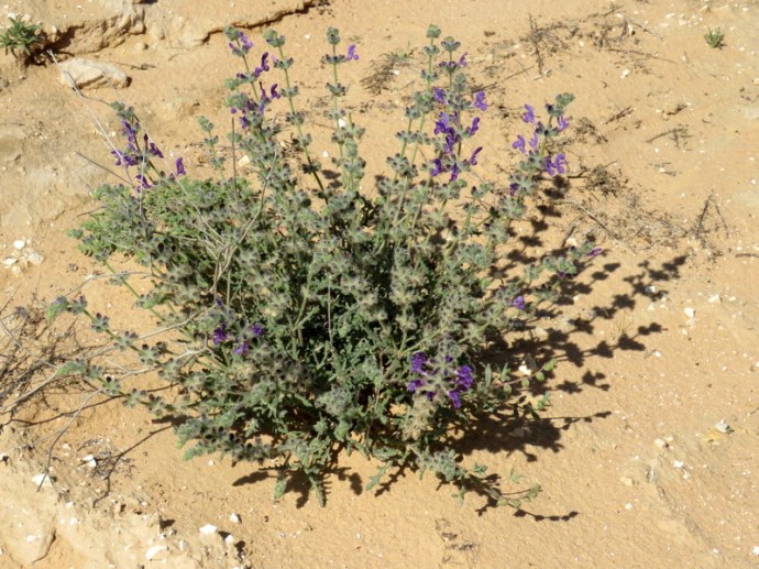 Salvia lanigera IMG_9937