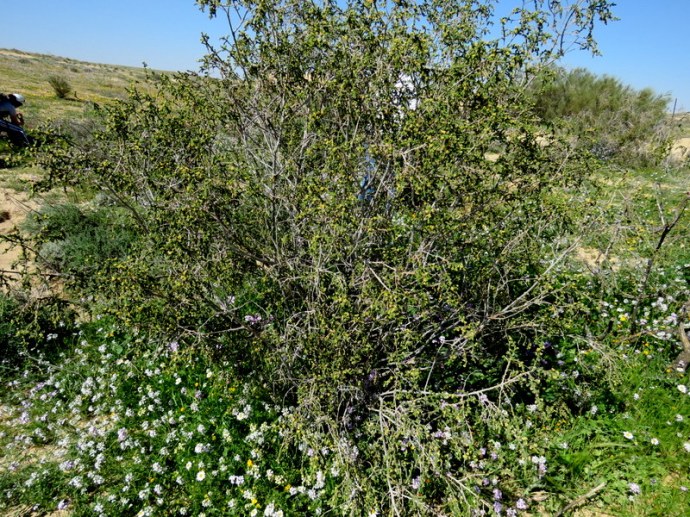 Thymelaea hirsuta IMG_0357