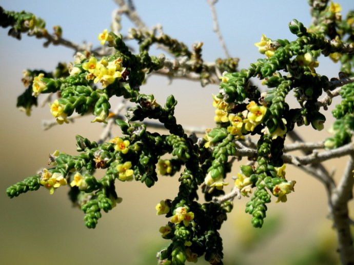 Thymelaea hirsuta IMG_0361