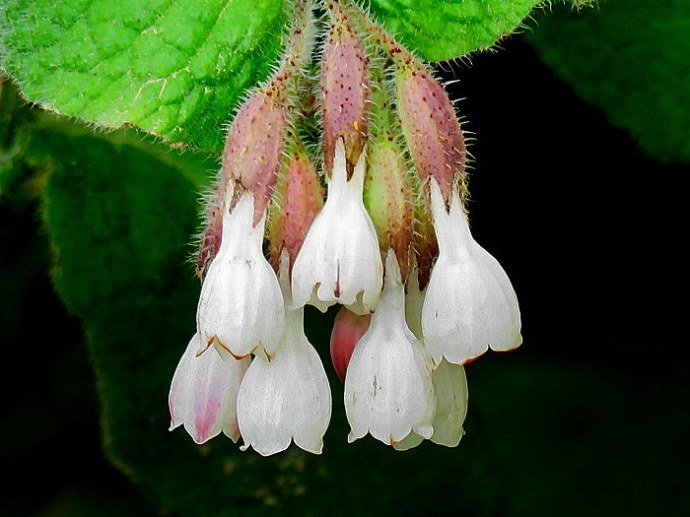 Tr_Symphytum brachycalyx IMG_8109-001