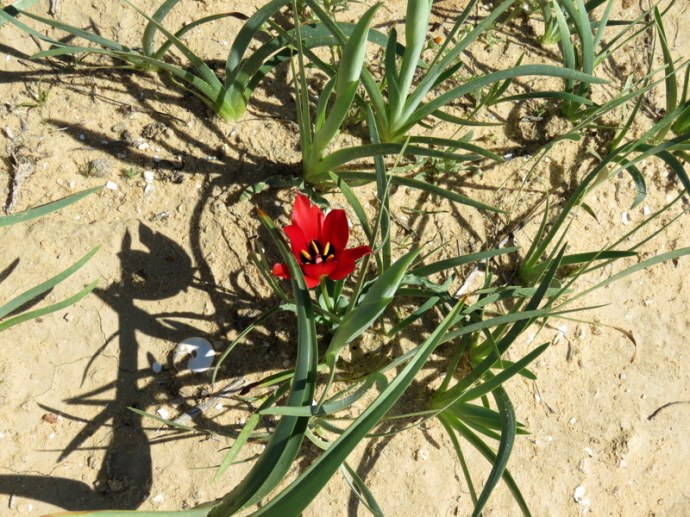 Tulipa systola IMG_0231