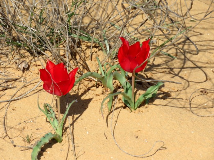 Tulipa systola IMG_9727