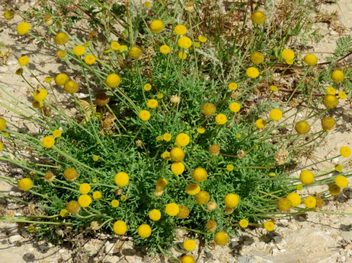 Aaronsohnia factorovskyi IMG_3222