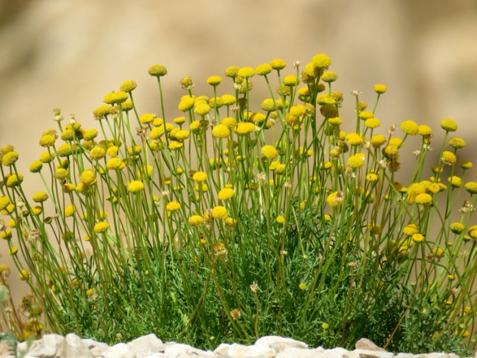 Aaronsohnia factorovskyi IMG_3236