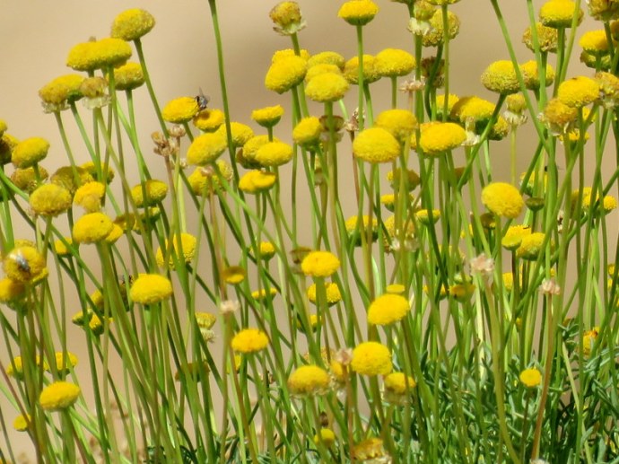 Aaronsohnia factorovskyi IMG_3237