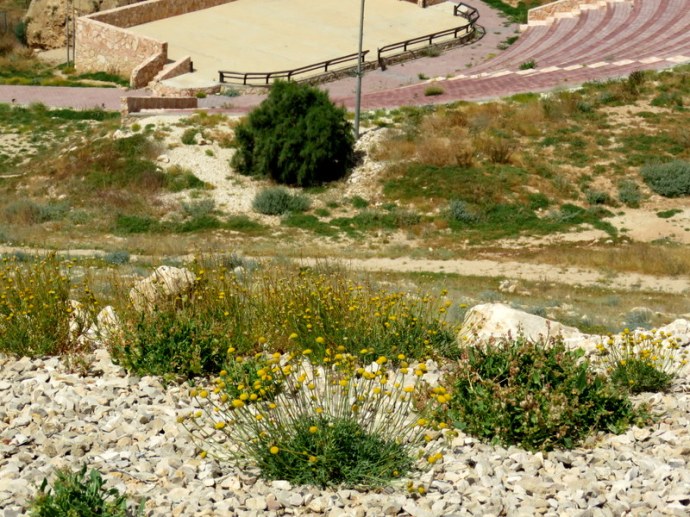 Aaronsohnia factorovskyi IMG_3240-001