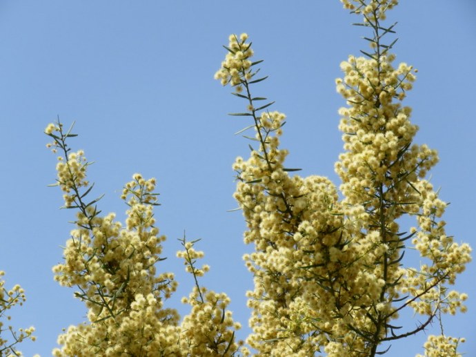Acacia_victoriae IMG_3158