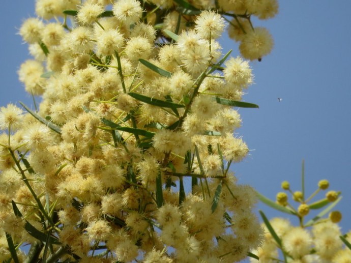 Acacia_Victoriae IMG_3162