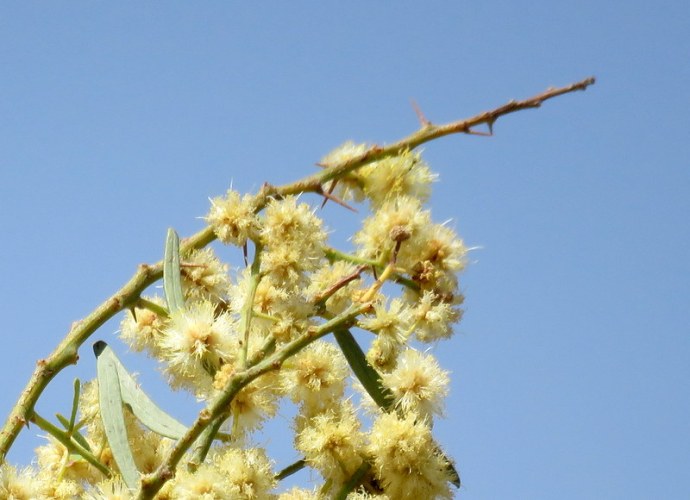 Acacia_Victoriae IMG_3167-001