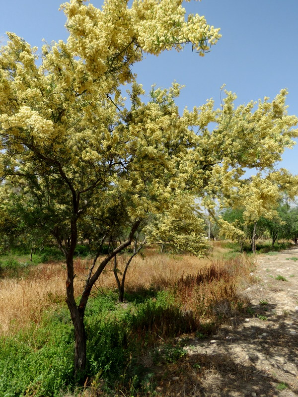 Acacia_Victoriae IMG_3175-001