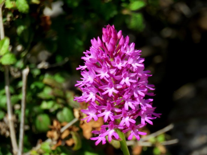 Anacamptis pyramidalis IMG_3006-001