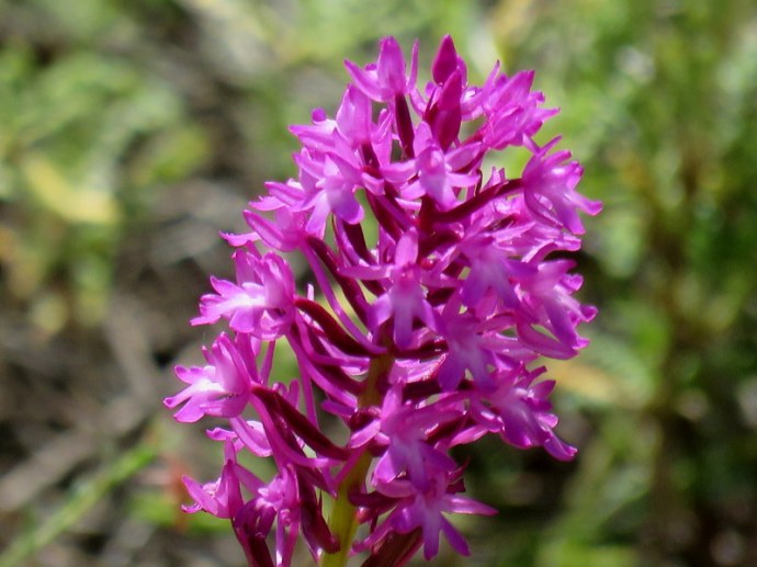 Anacamptis pyramidalis IMG_3098