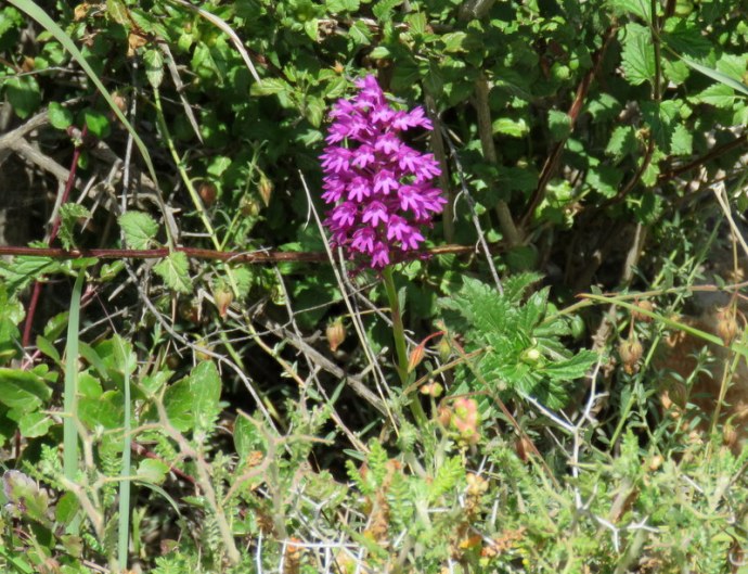 Anacamptis pyramidalis IMG_3110