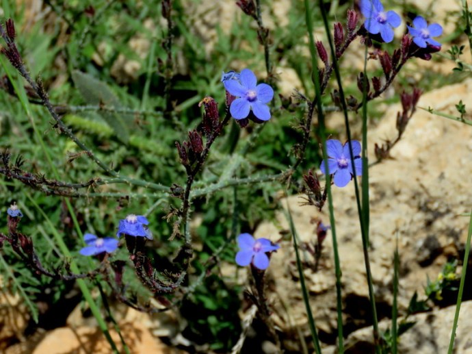 Anchusa azurea IMG_3112