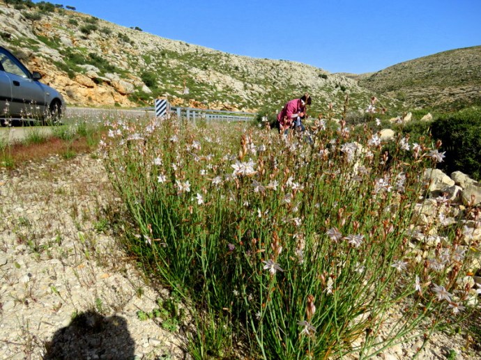 Asphodelus fistulosus IMG_2969