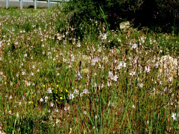 Asphodelus fistulosus IMG_2971