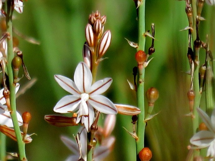 Asphodelus fistulosus IMG_2978