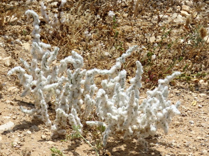 Bassia eriophora IMG_3405