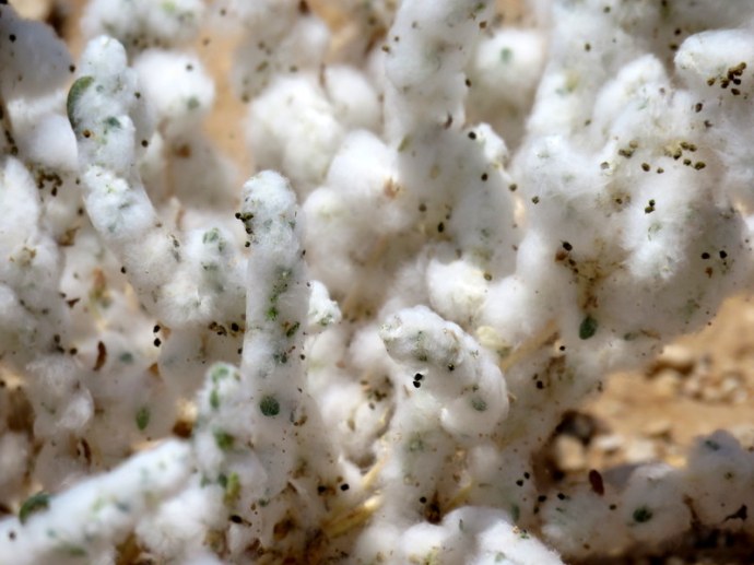 Bassia eriophora IMG_3410