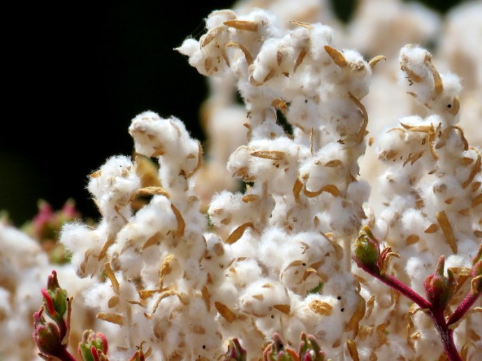 Bassia eriophora IMG_3416