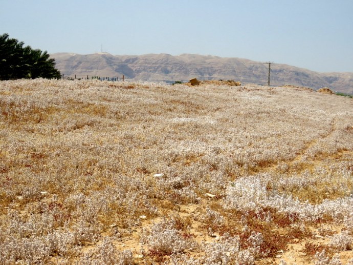 Bassia eriophora IMG_3422