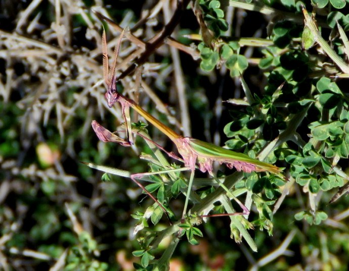 Bogomol_EmpusaIMG_3109-002