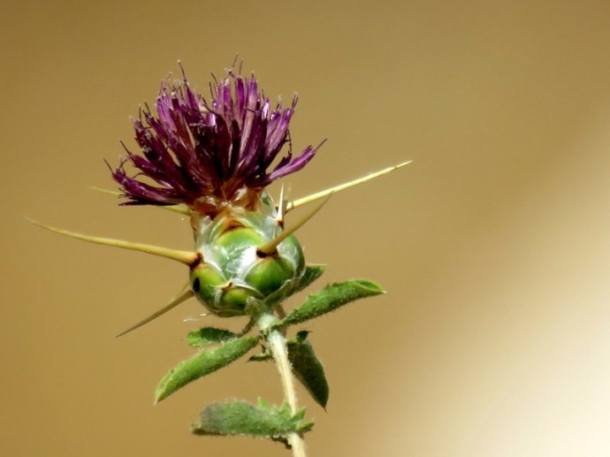 Centaurea pallescens IMG_3250