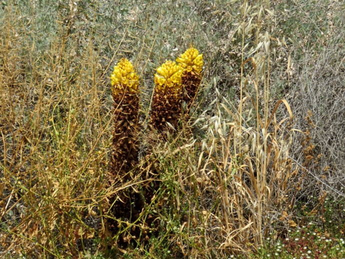 Cistanche tubulosa IMG_3389