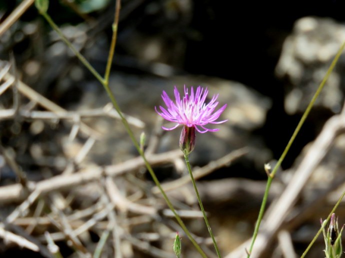 Crupina crupinastrum IMG_3018