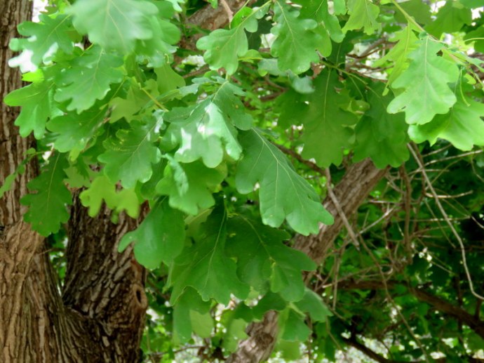 Dub_Quercus IMG_4488