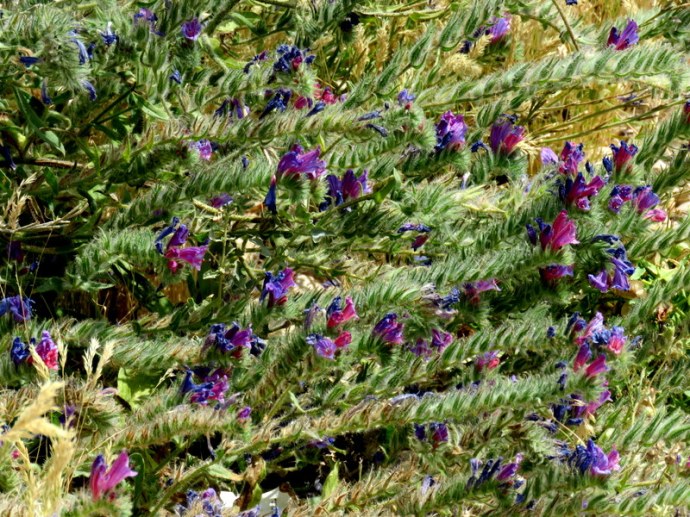 Echium judaeum IMG_3258