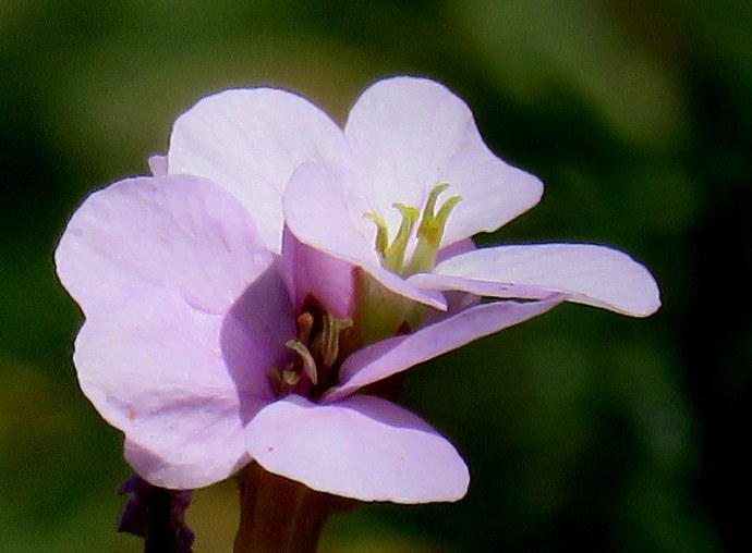 Erucaria rostrata IMG_3061