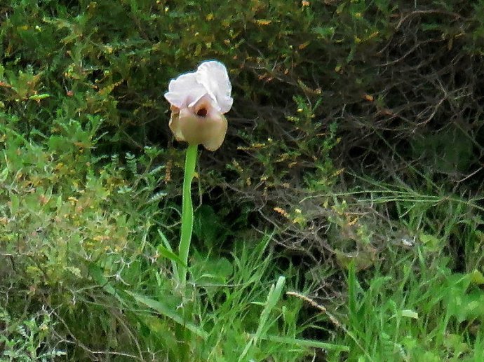 Iris lortetii IMG_2216-a-002