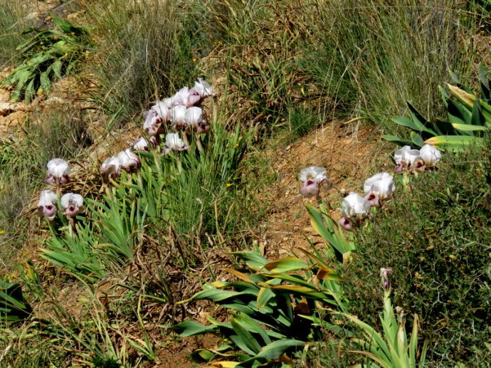 Iris lortetii_IMG_3032