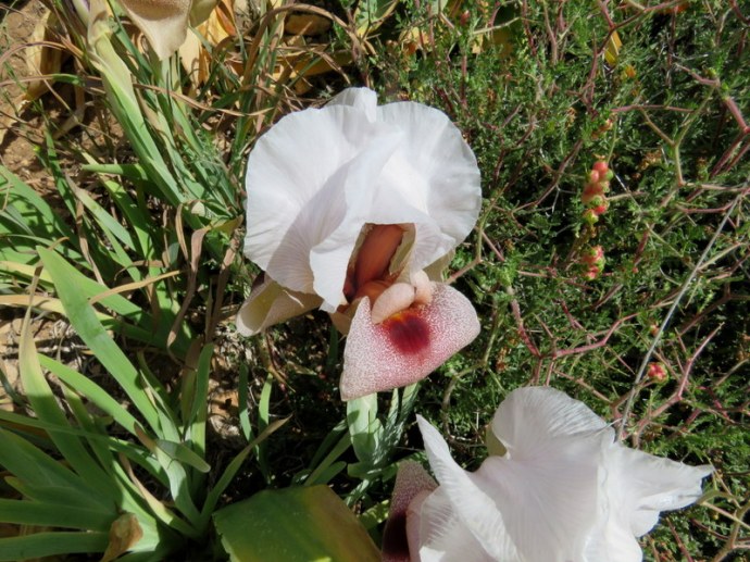 Iris lortetii_IMG_3036