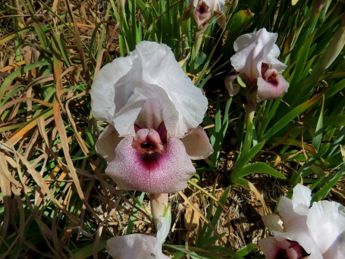 Iris lortetii_IMG_3044