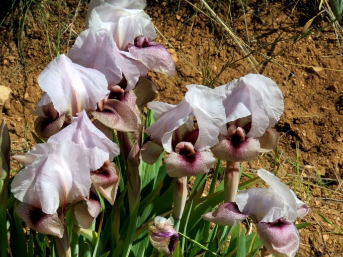 Iris lortetii_IMG_3046