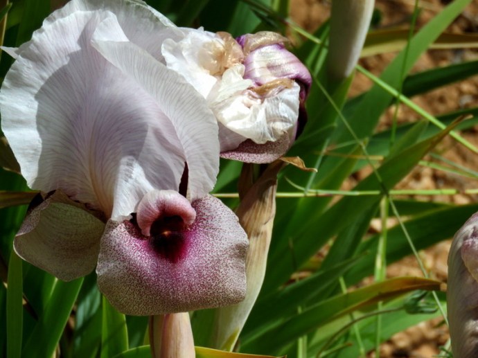 Iris lortetii_IMG_3047