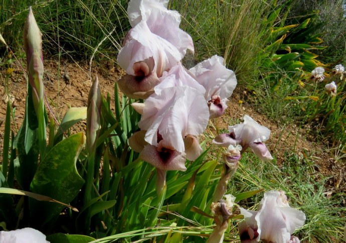 Iris lortetii_IMG_3053-001